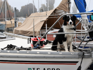 A dog sits on the deck of a sail boat docked in a marina